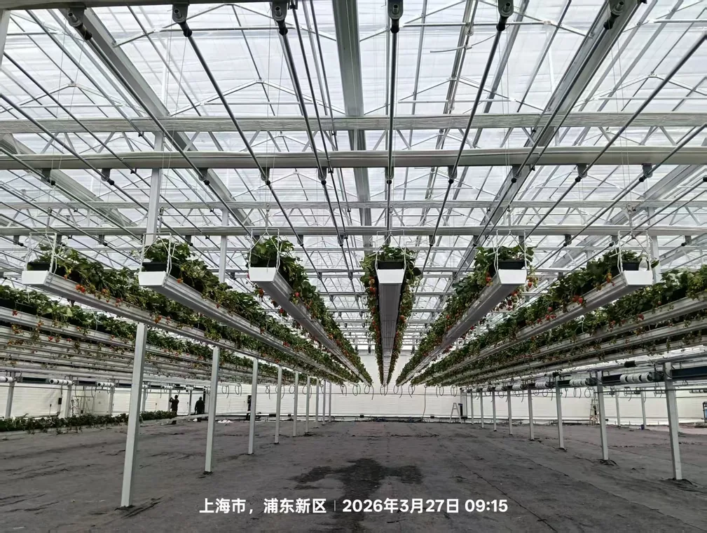 Elevated berry growing system in a greenhouse