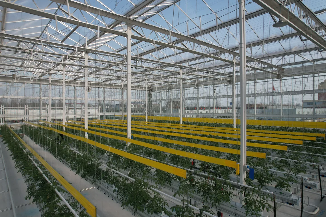 Greenhouse growing support system with yellow troughs
