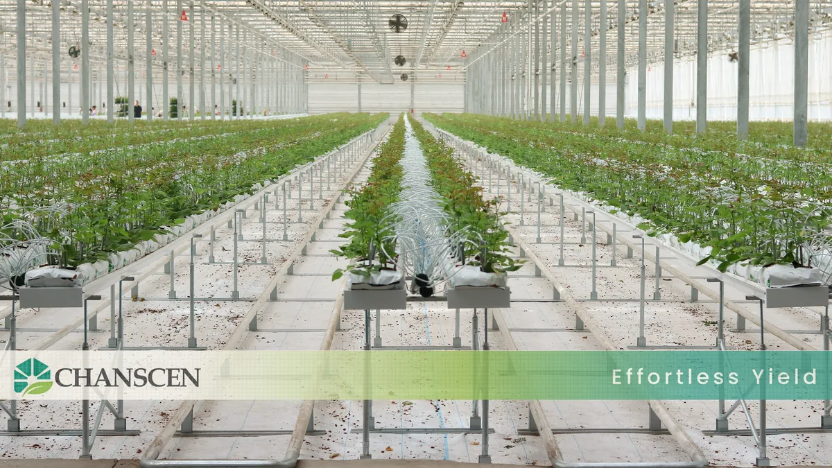 Chanscen tomato growing project with greenhouse trough lines