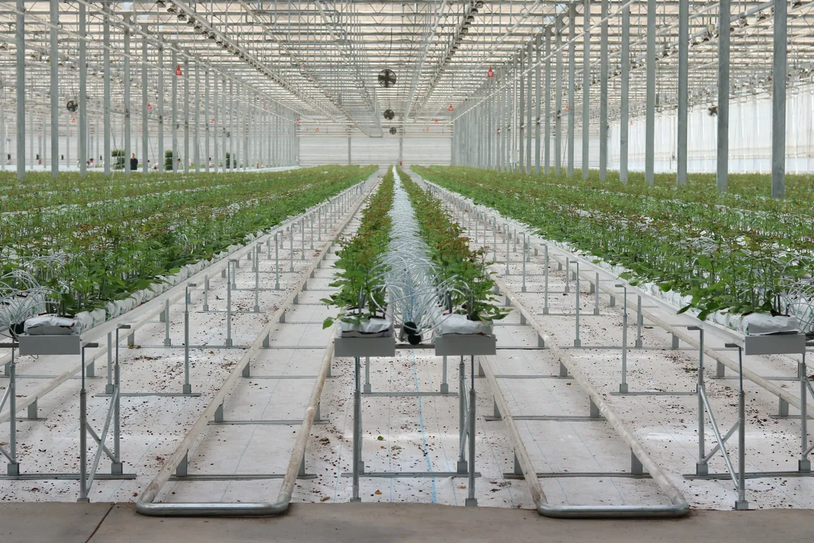 Tomato greenhouse cultivation project with support stands