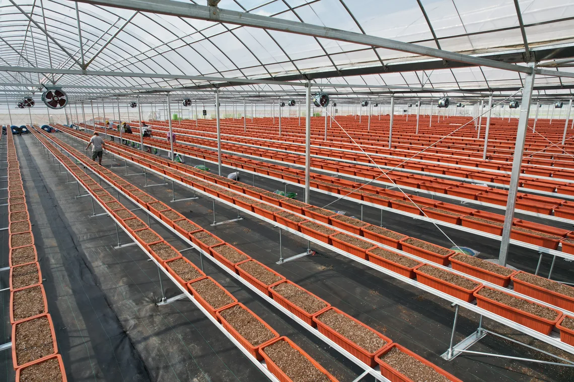 Chanscen hydroponic troughs installed in a greenhouse