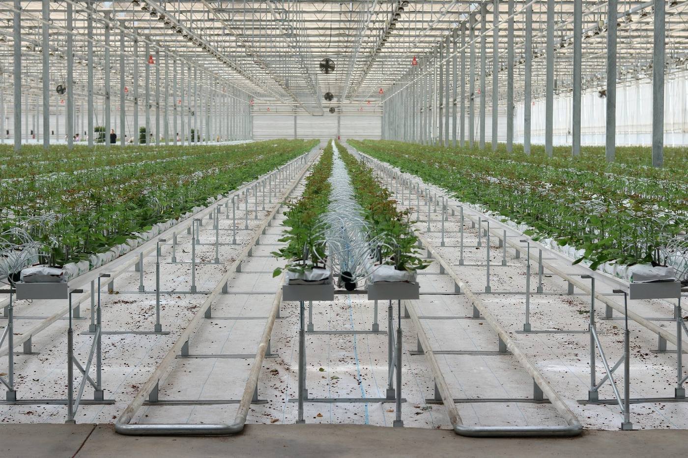 High-density cut flower growing gutter system