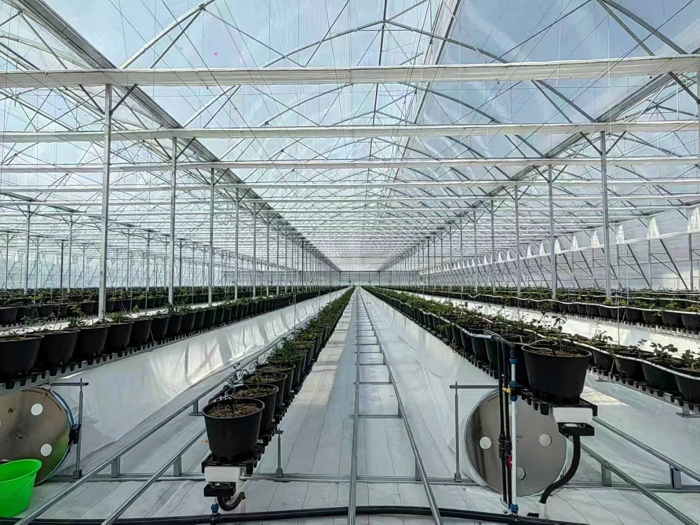 Blueberry growing system in semi-closed greenhouse