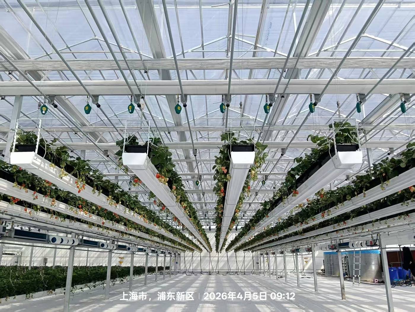 Aerial view of strawberry greenhouse growing system