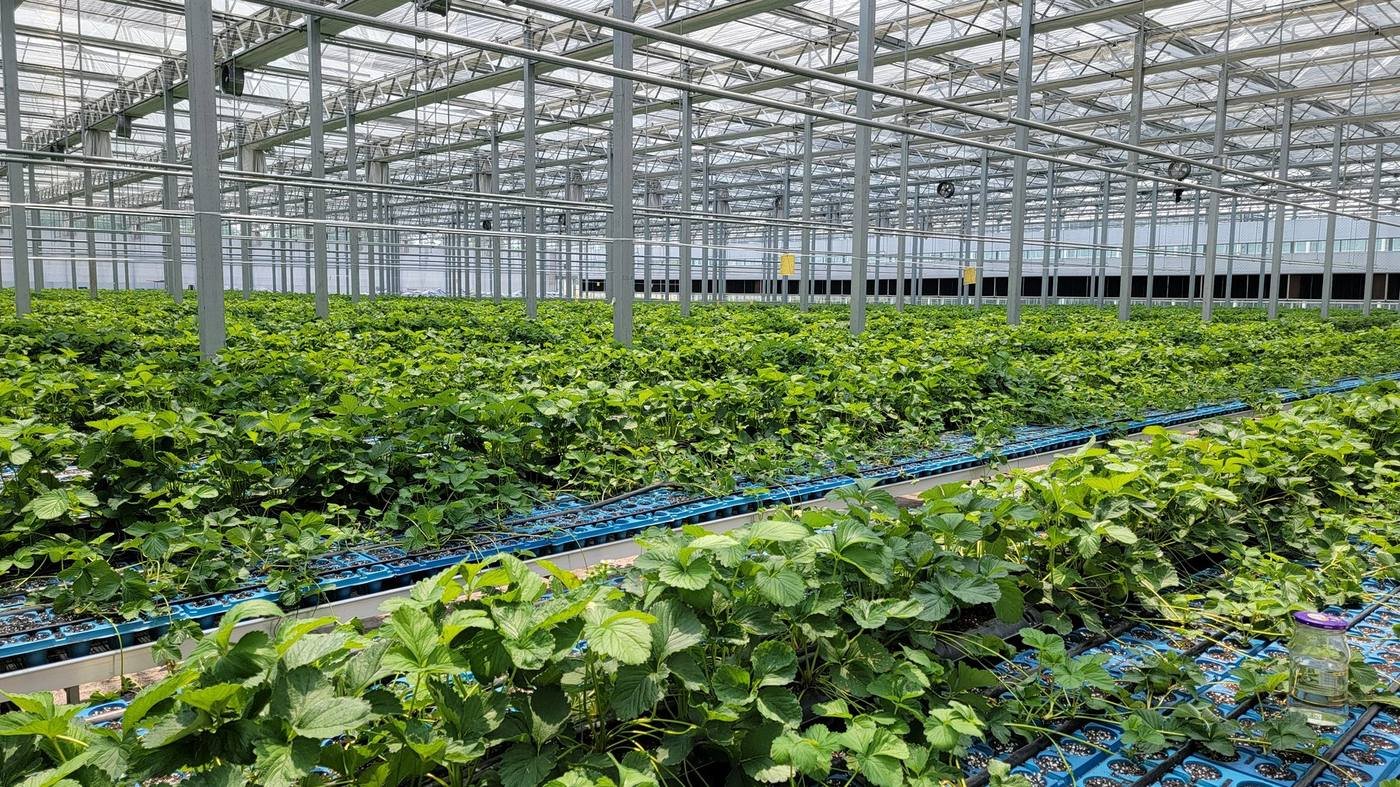 Strawberry grow bed system in greenhouse project