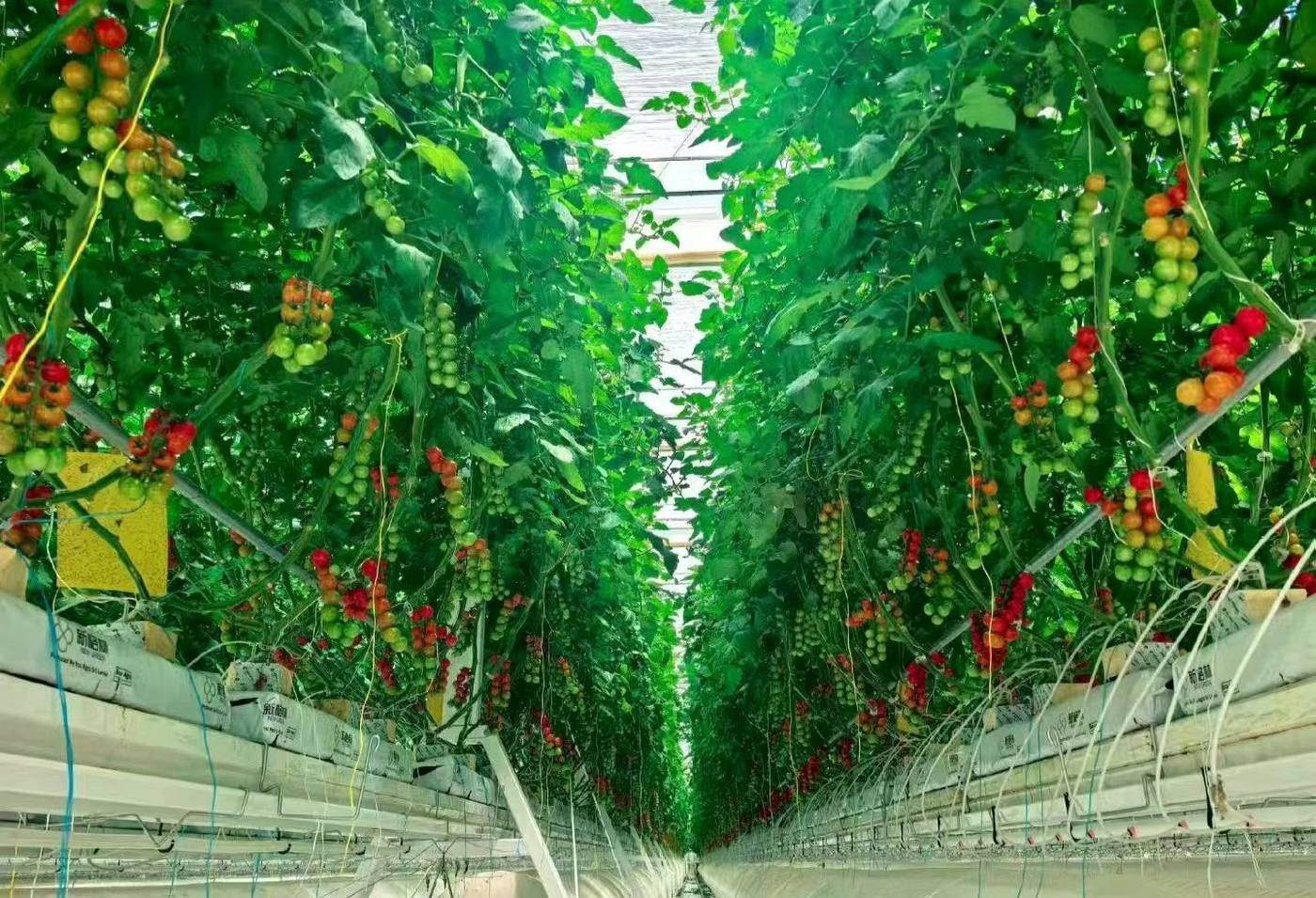 Tomato plants growing on greenhouse cultivation gutters