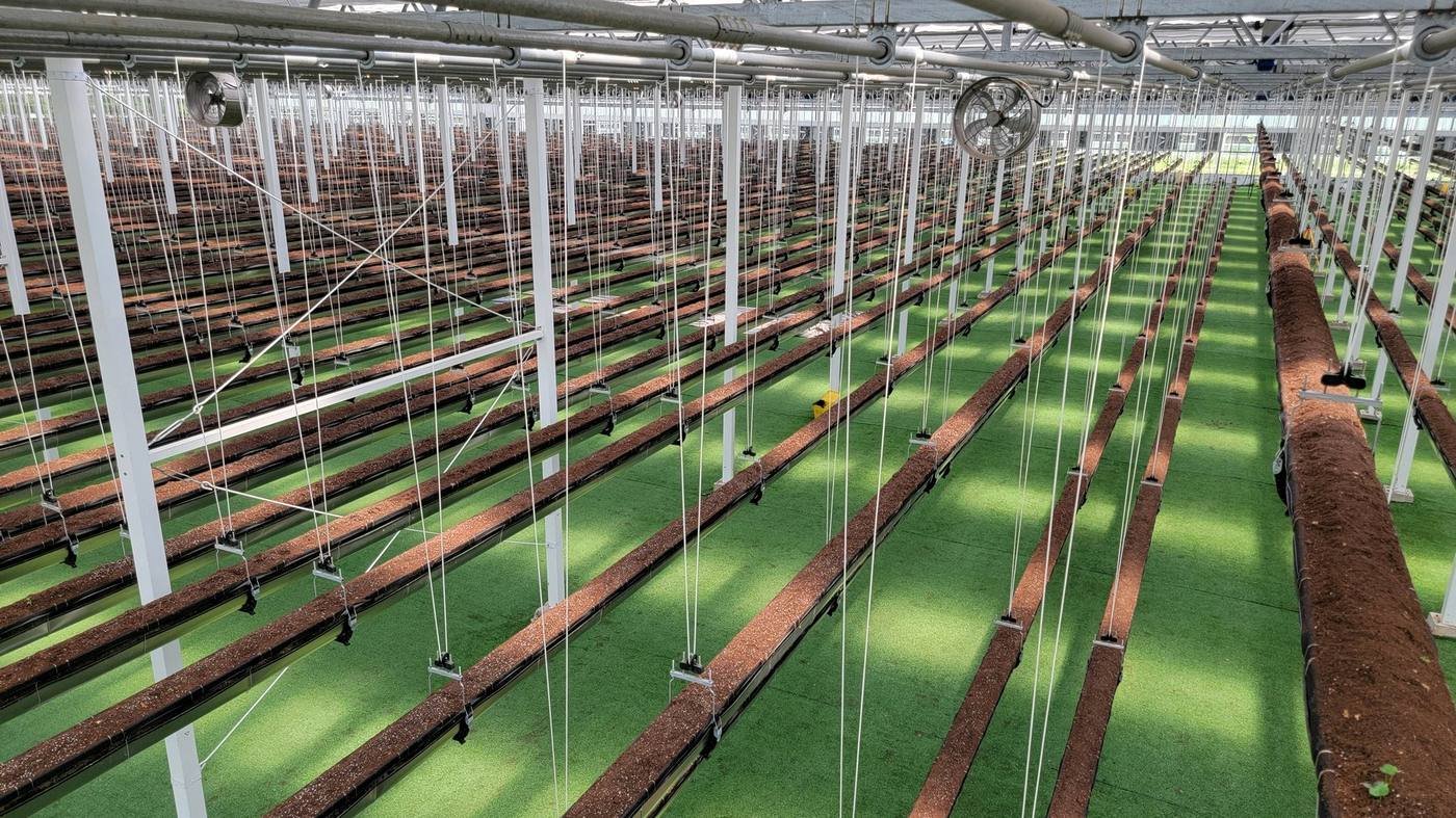 Hanging cultivation gutter and crop support system