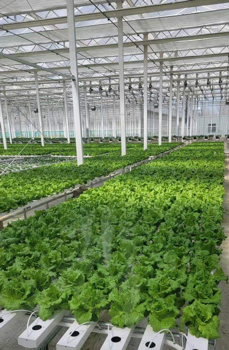 Hydroponics and seedling growing system