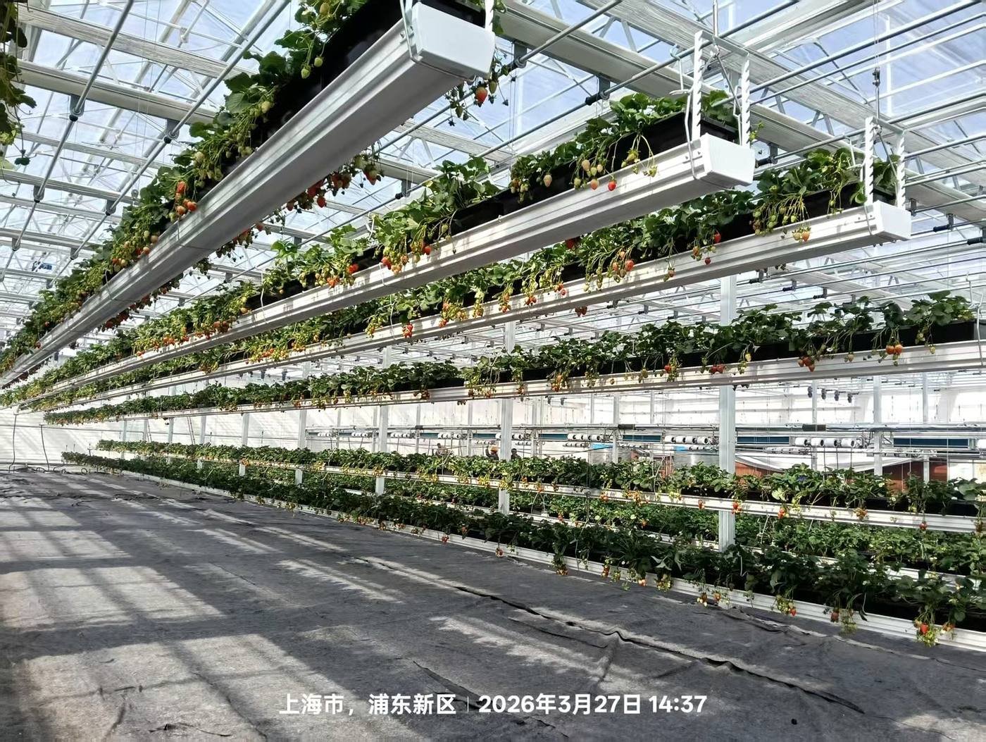 Elevated strawberry growing system
