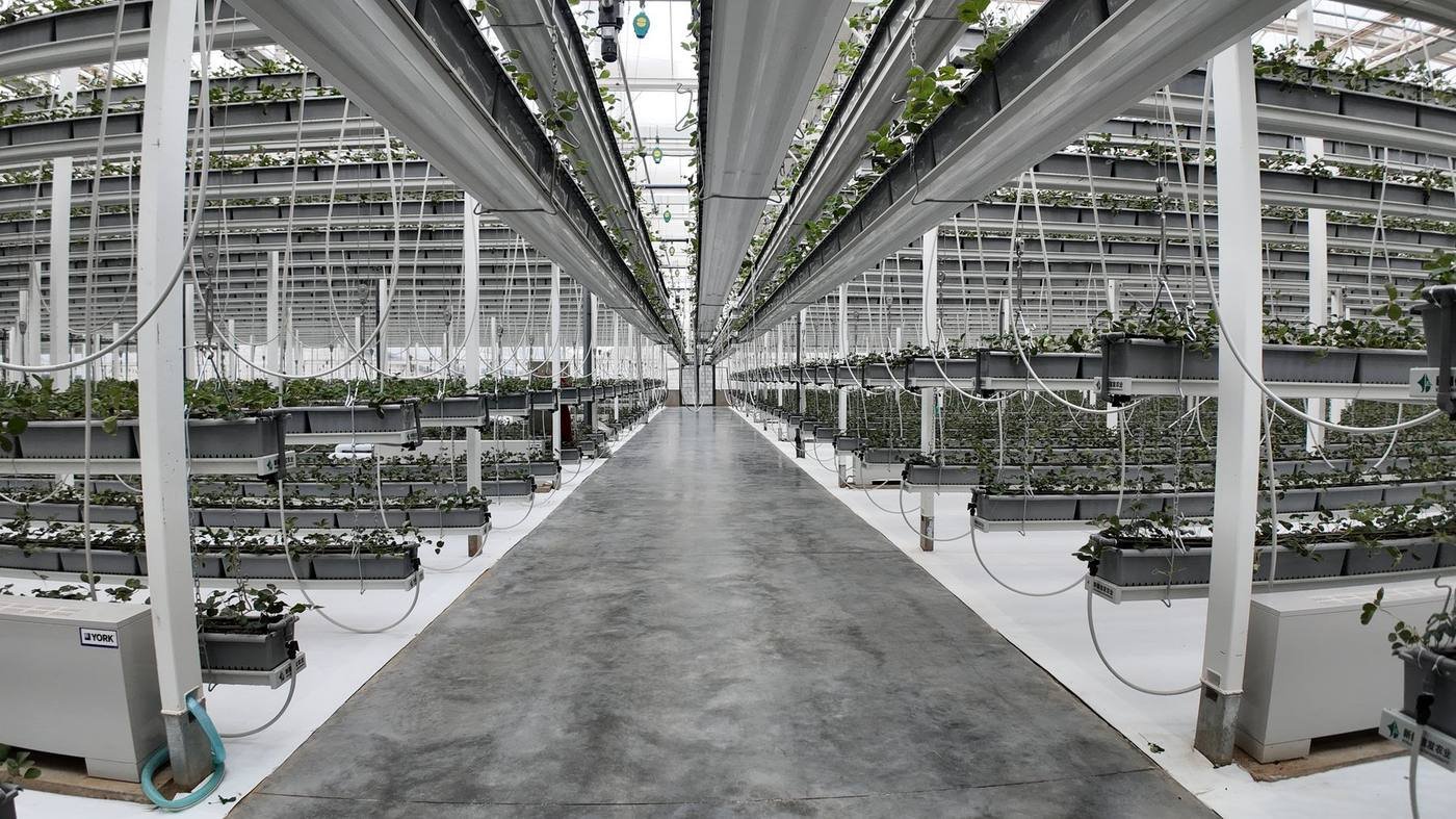Heavy-duty aerial strawberry growing system project