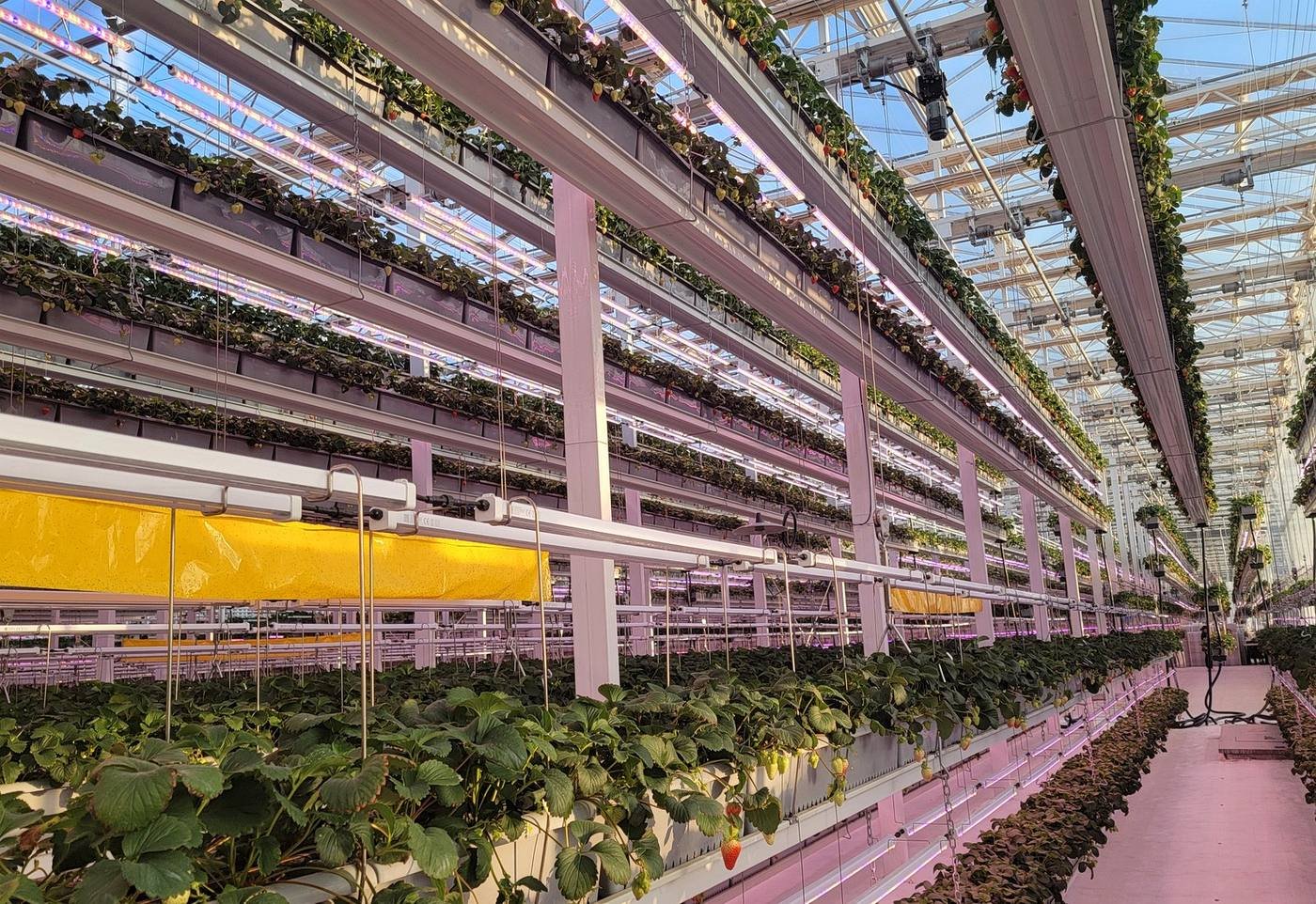 Multi-level strawberry growing system layout for greenhouse quotation