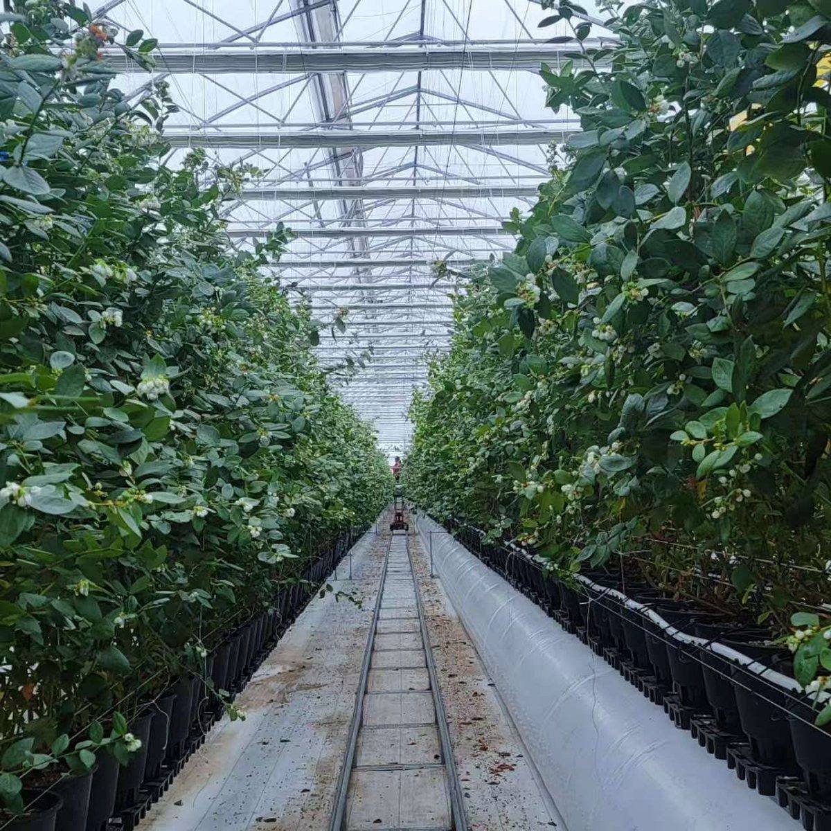 Blueberry growing system