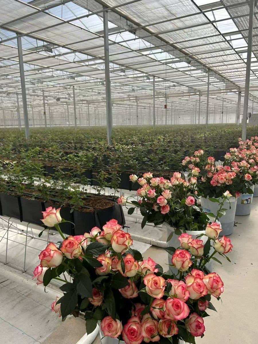Cut flower gutter growing system