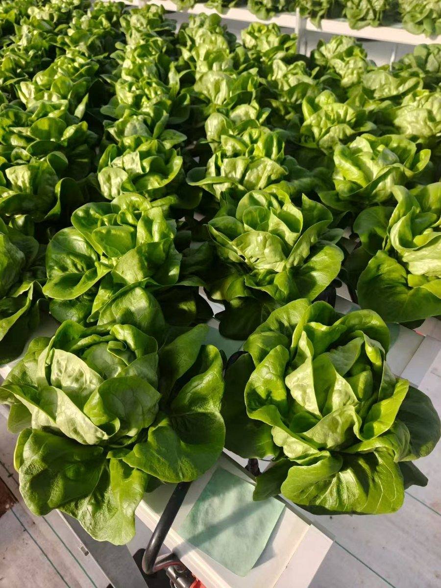 Hydroponic growing system