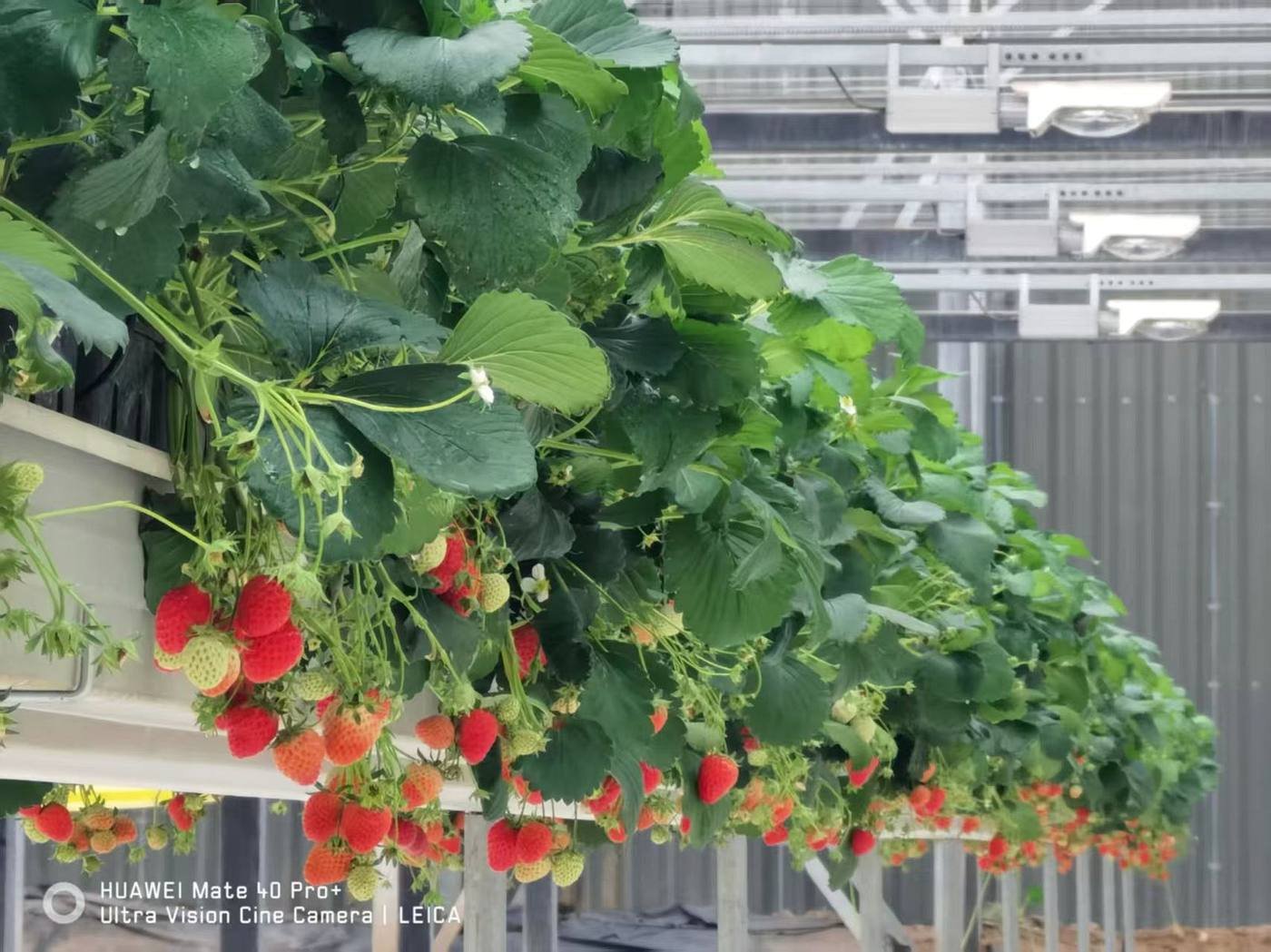 Strawberry greenhouse growing system