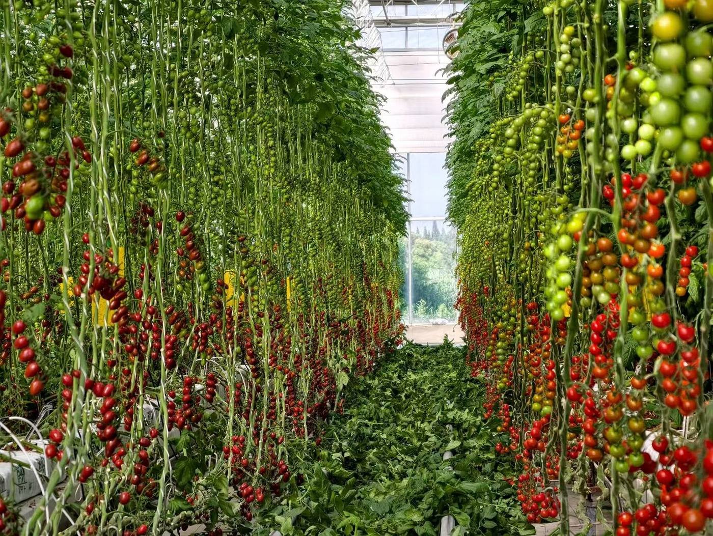 Tomato greenhouse growing system