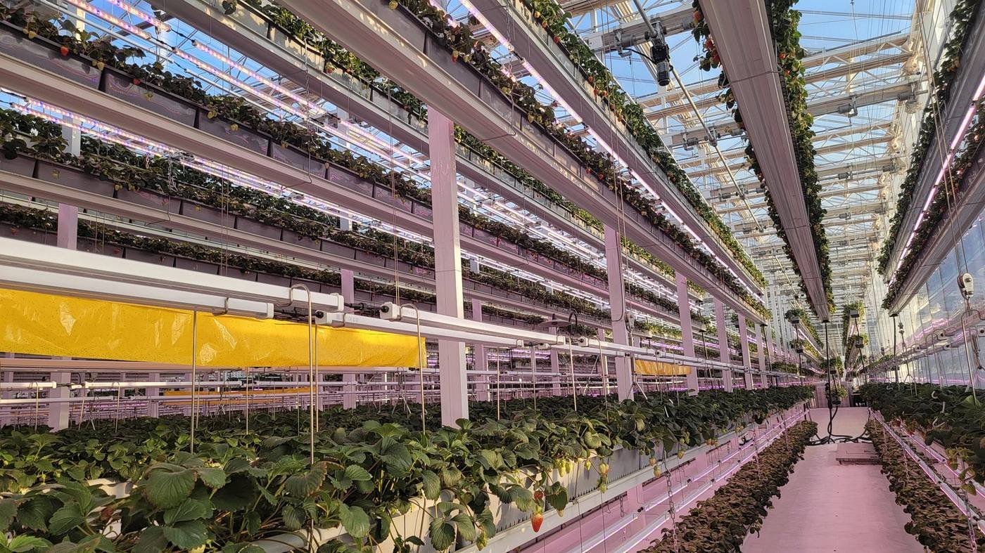 Vertical farming growing system