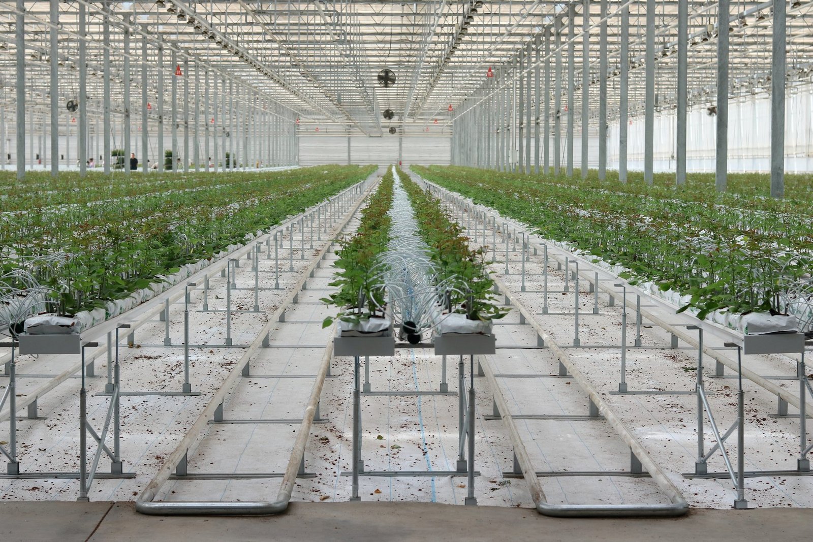 Cut flower greenhouse gutter project