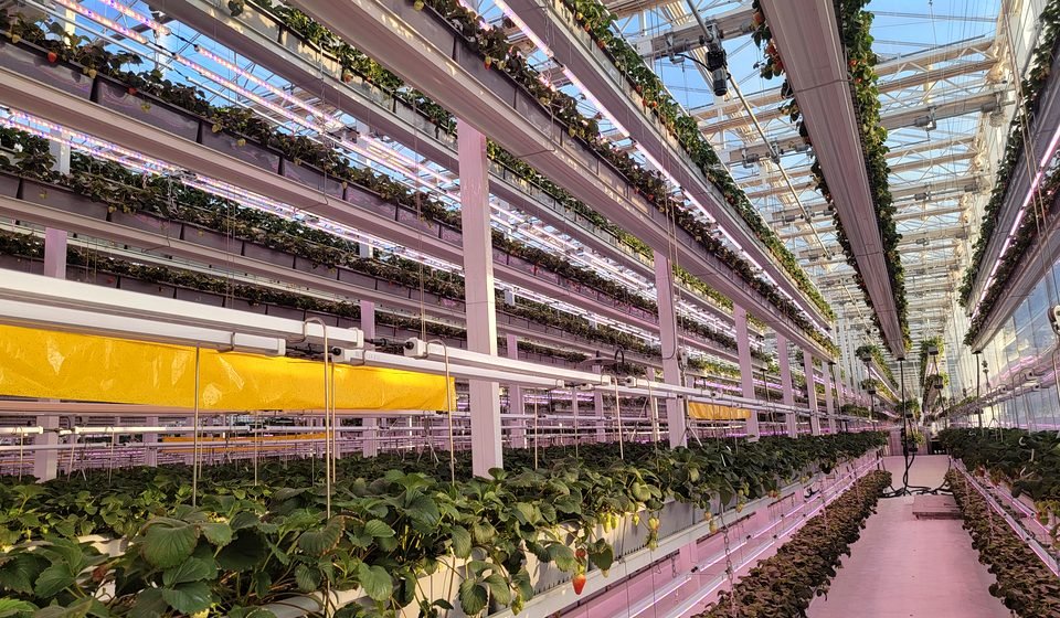 Greenhouse growing system solution for crop-based projects