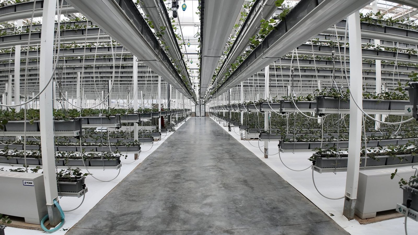 Heavy-duty aerial strawberry growing project