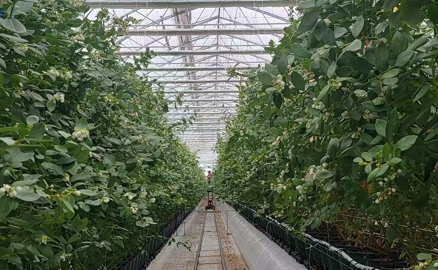 Blueberry growing system in semi-closed greenhouse