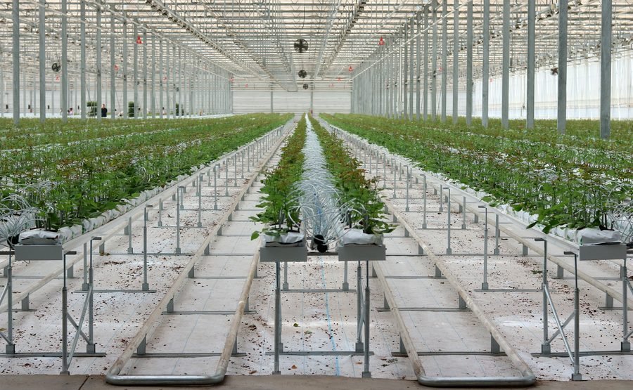 Cut flower cultivation gutter system