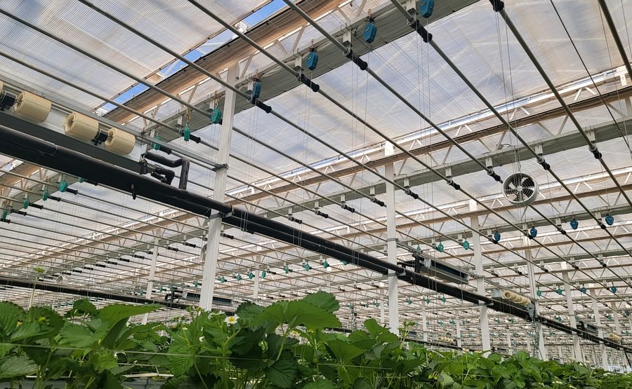 Elevated strawberry growing system in greenhouse
