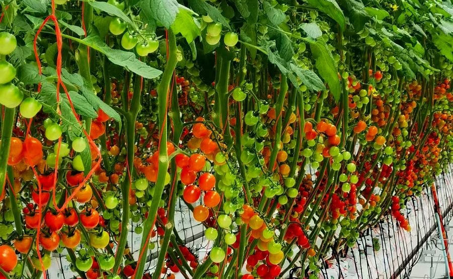 Tomato greenhouse growing gutter system