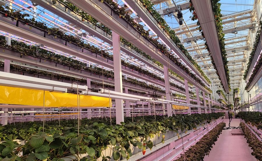 Vertical farming growing system