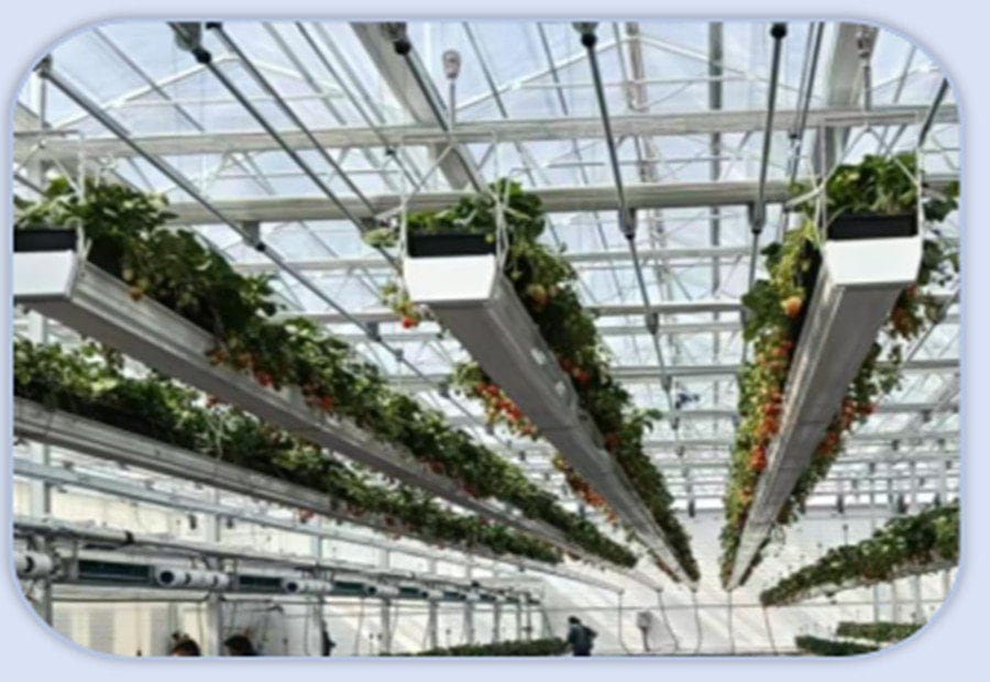 Elevated strawberry growing system