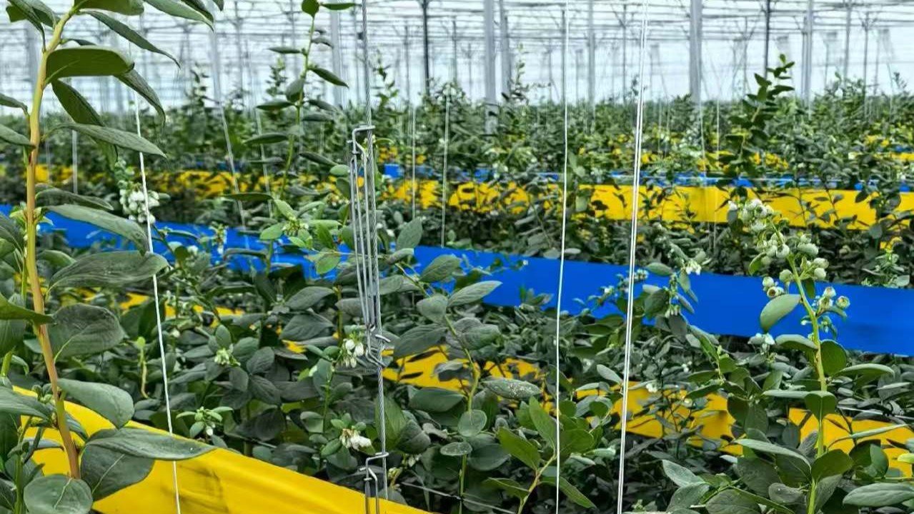 Greenhouse crop support system with plants ready for production