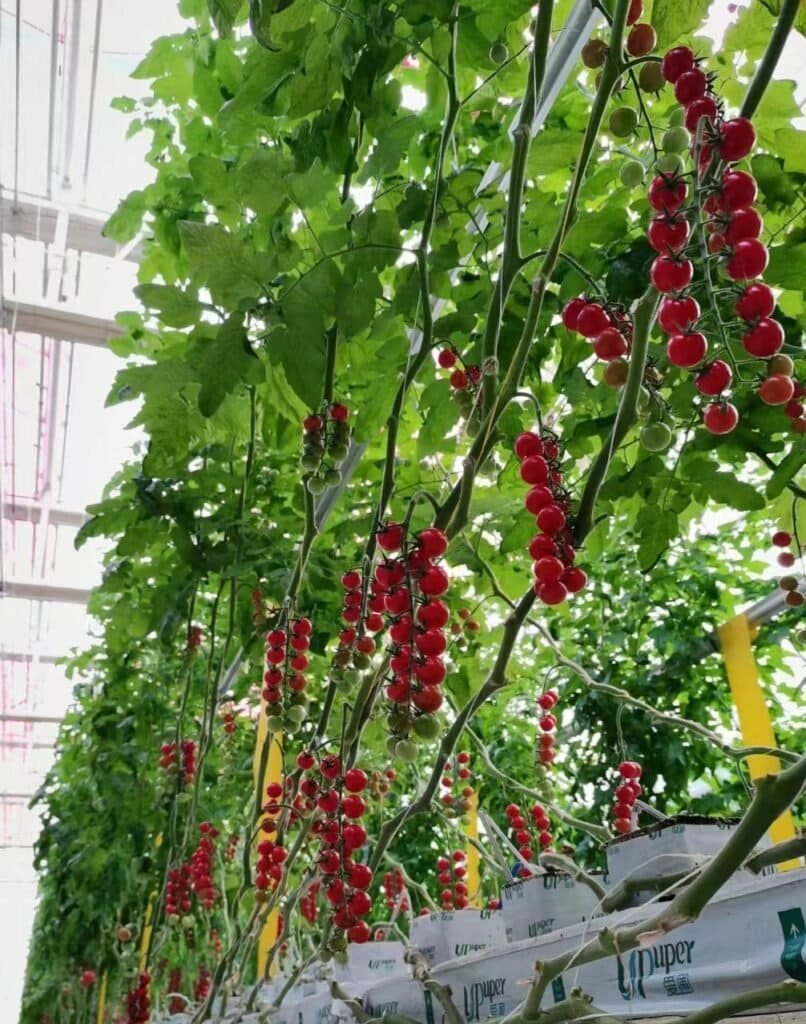 Tomato grow gutter system